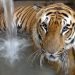 En esta imagen de archivo, un tigre se refresca en su recinto en el zoo de Ahmadabad, India. Foto: Ajit Solanki / AP / Archivo.