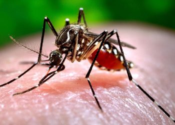 Mosquito de la especie Aedes aegypti, que transmite los virus del dengue, zika y chikungunya. Foto: canariasnoticias.es / Archivo.