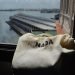 Vista de la terminal de cruceros de La Habana desde una ventana. Foto: Ángel Marqués Dolz.