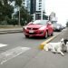 En los altos de la vía rápida que atraviesa la capital peruana, un perro permanece ajeno al tráfico que lo rodea. Foto: Rui Ferreira