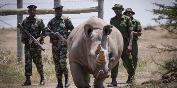 Escoltada por guardabosques y cuidadores la rinoceronte blanca de diecinueve años Fatu, una de las dos últimas de su especie, camina hacia la zona de pasto en la Reserva Ol Pejeta, a 200 km de la capital de Kenia, Nairobi. Foto: Dai Kurokawa / EFE.