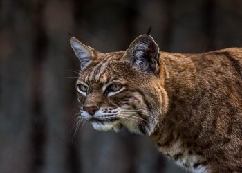 Gato montés, especie en peligro de extinción. Foto: Telemundo Denver.