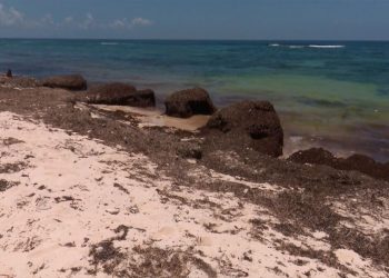 Acumulación de sargazo en la costa de la península de Guanahacabibes. Foto: Belkys Pérez Cruz / Tele Pinar.