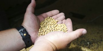 Un agricultor estadounidense muestra un puñado de soya, producto al gobierno chino eliminará el aumento arancelario previsto como parte de su guerra comercial con EE.UU. Foto: Jim Mone / AP / Archivo.