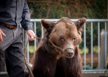 Esta foto proporcionada el viernes 13 de septiembre de 2019 por el grupo de protección de animales AVES Francia muestra al oso Mischa en Racquinghem, en el norte de Francia, el domingo 8 de septiembre de 2019. Las autoridades francesas han prohibido a los propietarios del oso enfermo exhibirlo en espectáculos públicos después de que una inspección determinara que el animal padecía problemas de salud graves y que estaba retenido en malas condiciones. Foto: Stephanie Lefebvre/AVES Francia vía AP.