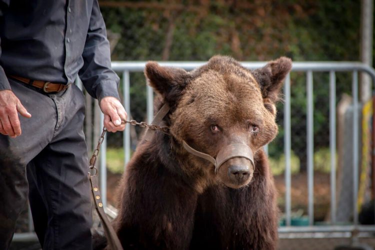 Esta foto proporcionada el viernes 13 de septiembre de 2019 por el grupo de protección de animales AVES Francia muestra al oso Mischa en Racquinghem, en el norte de Francia, el domingo 8 de septiembre de 2019. Las autoridades francesas han prohibido a los propietarios del oso enfermo exhibirlo en espectáculos públicos después de que una inspección determinara que el animal padecía problemas de salud graves y que estaba retenido en malas condiciones. Foto: Stephanie Lefebvre/AVES Francia vía AP.