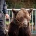 Esta foto proporcionada el viernes 13 de septiembre de 2019 por el grupo de protección de animales AVES Francia muestra al oso Mischa en Racquinghem, en el norte de Francia, el domingo 8 de septiembre de 2019. Las autoridades francesas han prohibido a los propietarios del oso enfermo exhibirlo en espectáculos públicos después de que una inspección determinara que el animal padecía problemas de salud graves y que estaba retenido en malas condiciones. Foto: Stephanie Lefebvre/AVES Francia vía AP.