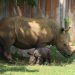 La nueva cría de rinoceronte blanco del Zoológico Nacional de Cuba y su madre. Foto: Parque Zoológico Nacional / Facebook.