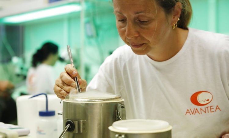 Fotografía de archivo del domingo 25 de agosto de 2019 de una científica en el laboratorio Avantea mientras insemina óvulos de las dos hembras aún vivas del rinoceronte blanco del norte con esperma congelado de machos muertos en Cremona, Italia. Foto: Antonio Calanni / AP / Archivo.