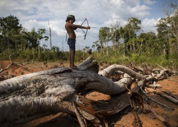 En esta imagen del 2 de septiembre de 2019, Emilia Tembé, de 7 años, tensa un arco de juguete hecho a mano con palos y hojas, de pie sobre un árbol caído en el poblado de Ka 'a kyr, en el estado brasileño de Para. “Esta zona era un bosque original. Esto era bosque primario. Pero llegó el fuego y despejó la tierra”, dijo Emidio Tembé, abuelo de Emilia y el jefe de Ka’ a kyr que le puso nombre a la aldea. (AP Foto/Rodrigo Abd)