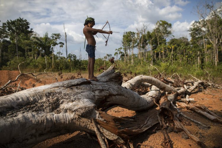 En esta imagen del 2 de septiembre de 2019, Emilia Tembé, de 7 años, tensa un arco de juguete hecho a mano con palos y hojas, de pie sobre un árbol caído en el poblado de Ka 'a kyr, en el estado brasileño de Para. “Esta zona era un bosque original. Esto era bosque primario. Pero llegó el fuego y despejó la tierra”, dijo Emidio Tembé, abuelo de Emilia y el jefe de Ka’ a kyr que le puso nombre a la aldea. (AP Foto/Rodrigo Abd)