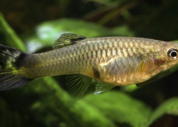 Guppy (Poecilia reticulata). Foto: sciencemag.org