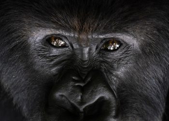 Un gorila de montaña espalda plateada llamado Segasira mira hacia arriba, tumbado bajo un árbol en el Parque Nacional Volcanes de Ruanda. Foto: Felipe Dana/AP