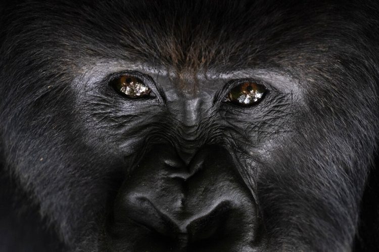 Un gorila de montaña espalda plateada llamado Segasira mira hacia arriba, tumbado bajo un árbol en el Parque Nacional Volcanes de Ruanda. Foto: Felipe Dana/AP