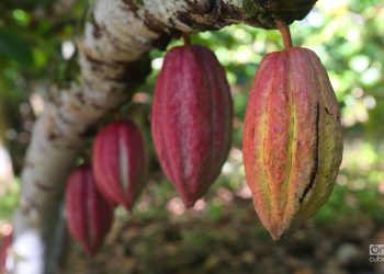 Cacao en Baracoa, en el oriente de Cuba. Foto: OnCuba Travel / Archivo.