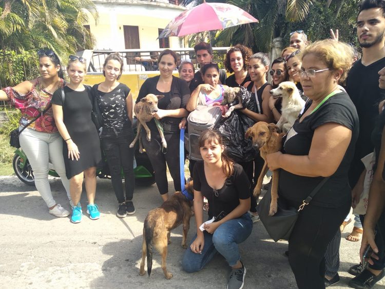 Activistas cubanos que rescataron a animales que iban a ser sacrificados en La Habana por la dependencia estatal Zoonosis, el 11 de noviembre de 2019. Foto: Beatriz Batista / Facebook.