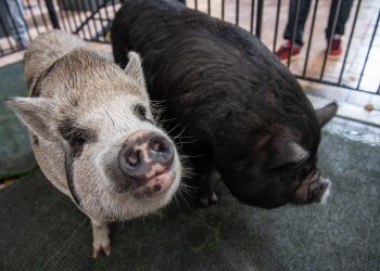 Peppa y Petra, dos lechonas salvadas durante la ceremonia de perdón porcino en Miami, el 16 de diciembre. Foto: @MayorGimenez/Twitter