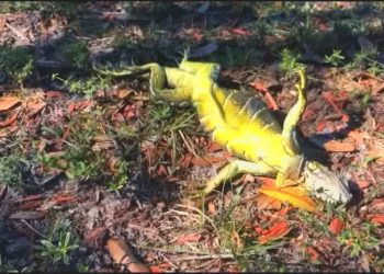 Iguana "congelada" en Florida. Foto: CNN