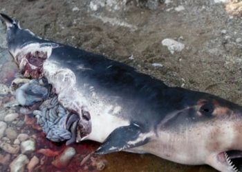 Cachalote pigmeo encontrado en una playa de Guantánamo, en el oriente de Cuba. Foto: Venceremos.