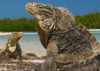 Fotograma del programa Wild Cuba: A Caribbean Journey, BBC Two.