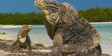 Fotograma del programa Wild Cuba: A Caribbean Journey, BBC Two.