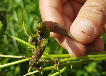 Un productor de frijoles muestra el daño que provoca la plaga a los cultivos. Foto: rcm.cu