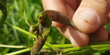 Un productor de frijoles muestra el daño que provoca la plaga a los cultivos. Foto: rcm.cu