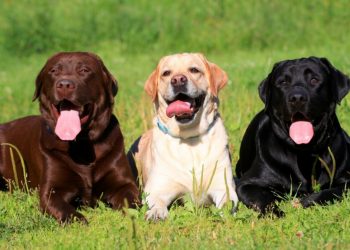 Perros de la raza Labrador. Foto: hogarmania.com / Archivo.