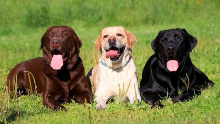 Perros de la raza Labrador. Foto: hogarmania.com / Archivo.