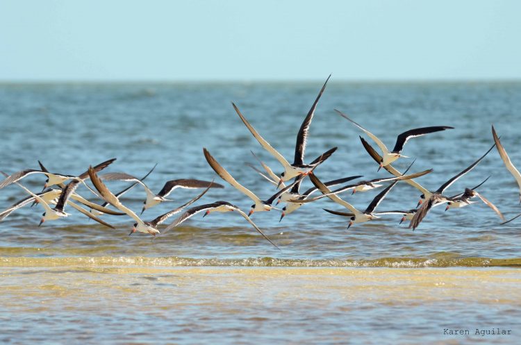 Gaviota Pico de Tijera (Rynchops niger) es considerada un residente invernal y transeúnte, se observa con frecuencia en humedales costeros en los meses de febrero y marzo. Generalmente anda en bandos pequeños de entre 30 y 50 individuos y se alimenta con el pico abierto sobrevolando la superficie del agua. Foto: Karen Aguilar Mugica