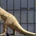 Un niño camina frente a una escultura de dinosaurio con una máscara en el Museo de Historia Natural de Bruselas, el martes 19 de mayo de 2020. Los museos han reabierto dudosos  a medida que se relajan las medidas de confinamiento por el coronavirus, pero los expertos señalan que uno de cada ocho museos podría cerrar permanentemente por la pandemia. Foto: Virginia Mayo/ AP