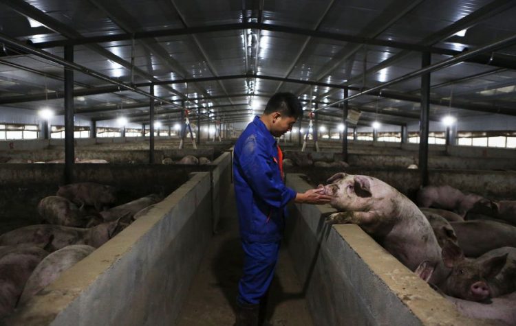 Un empleado examina la condición de un cerdo en una granja porcina del distrito de Zhongjiang, en la provincia suroccidental china de Sichuan. Foto: Li Mengxin/ Xinhua