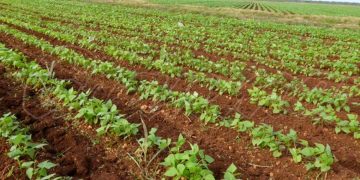 Cultivo de frijoles en Cuba. Foto: granma.cu