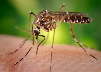 Mosquito de la especie Aedes aegypti, que transmite los virus del dengue, zika y chikungunya. Foto: Foto: EFE/ Centros para el Control y Prevención de Enfermedades de EEUU / Archivo.