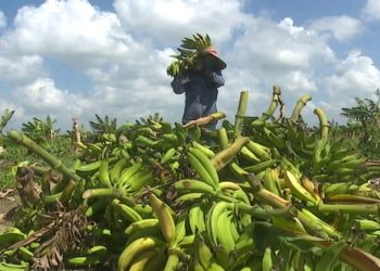 El cultivo de plátano  en la provincia de Holguín también sufrió daños por la tormenta tropical Laura. Foto: Al Día.