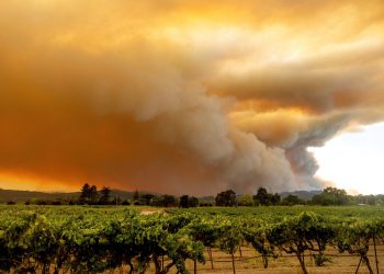 Humo cubre Healdsburg, California, al incendiarse el LNU Lightning Complex el jueves 20 de agosto de 2020. Foto: AP/Noah Berger.