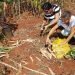 Usufructuarios recogen cosecha de yuca en Camagüey. Foto: YouTube.