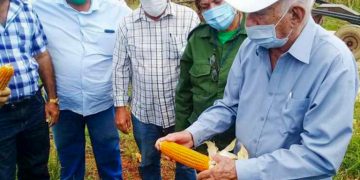 José Ramón Machado Ventura, segundo secretario del Partido, revisa la cosecha de maíz híbrido transgénico en Sancti Spíritus. Foto: Prensa Latina.