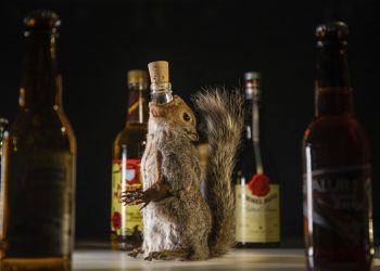 La muestra, que se inauguró este 5 de septiembre, presenta bebidas alcohólicas que podrían sonar asquerosas pero se beben en alguna parte del mundo. Foto: Andreas Ahrens / Disgusting Food Museum, vía AP.