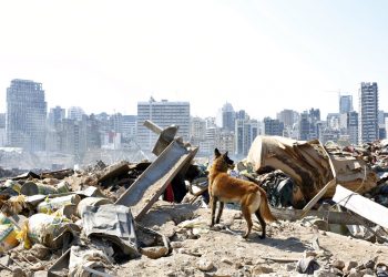 Un perro del equipo de rescate francés busca sobrevivientes en el lugar de la explosión masiva en el puerto de Beirut. Foto: Thibault Camus/AP.