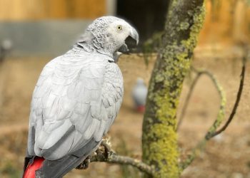 En esta imagen tomada publicada por el Lincolnshire Wildlife Park, un loro gris africano en el centro de fauna silvestre en Friskney, Inglaterra, uno de los cinco ejemplares que fueron separados porque, según los cuidadores, se animaban entre sí a decir palabrotas. Foto: Steve Nichols/Lincolnshire Wildlife Park, via AP.