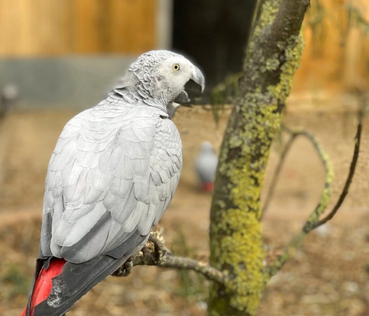 En esta imagen tomada publicada por el Lincolnshire Wildlife Park, un loro gris africano en el centro de fauna silvestre en Friskney, Inglaterra, uno de los cinco ejemplares que fueron separados porque, según los cuidadores, se animaban entre sí a decir palabrotas. Foto: Steve Nichols/Lincolnshire Wildlife Park, via AP.