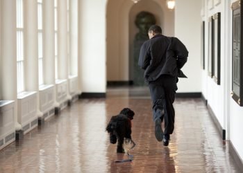 Obama corre junto a su perro Bo en el pasillo lateral a la Oficina Oval, en la Casa Blanca, durante sus años como presidente de los Estados Unidos. Foto: Pete Souza / White House / Archivo.