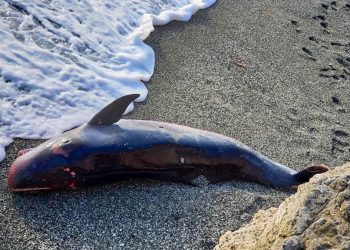 Un cachalote herido apareció en playa de la ciudad guantanamera de Baracoa. Foto: Miguel Noticias/Facebook.