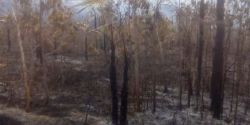 Áreas devastadas por las llamas. Foto: Gobierno Municipal de Manuel Tames/Granma.
