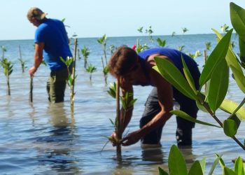 Los manglares están presentes en el 70% de las costas cubanas. Comunidades del litoral participan en una iniciativa para regenerarlos. Foto: PNUD Cuba/ news.un.org
