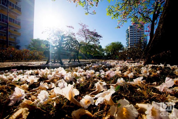 Flores en la Avenida de los Presidentes (Calle G). Foto: Otmaro Rodríguez