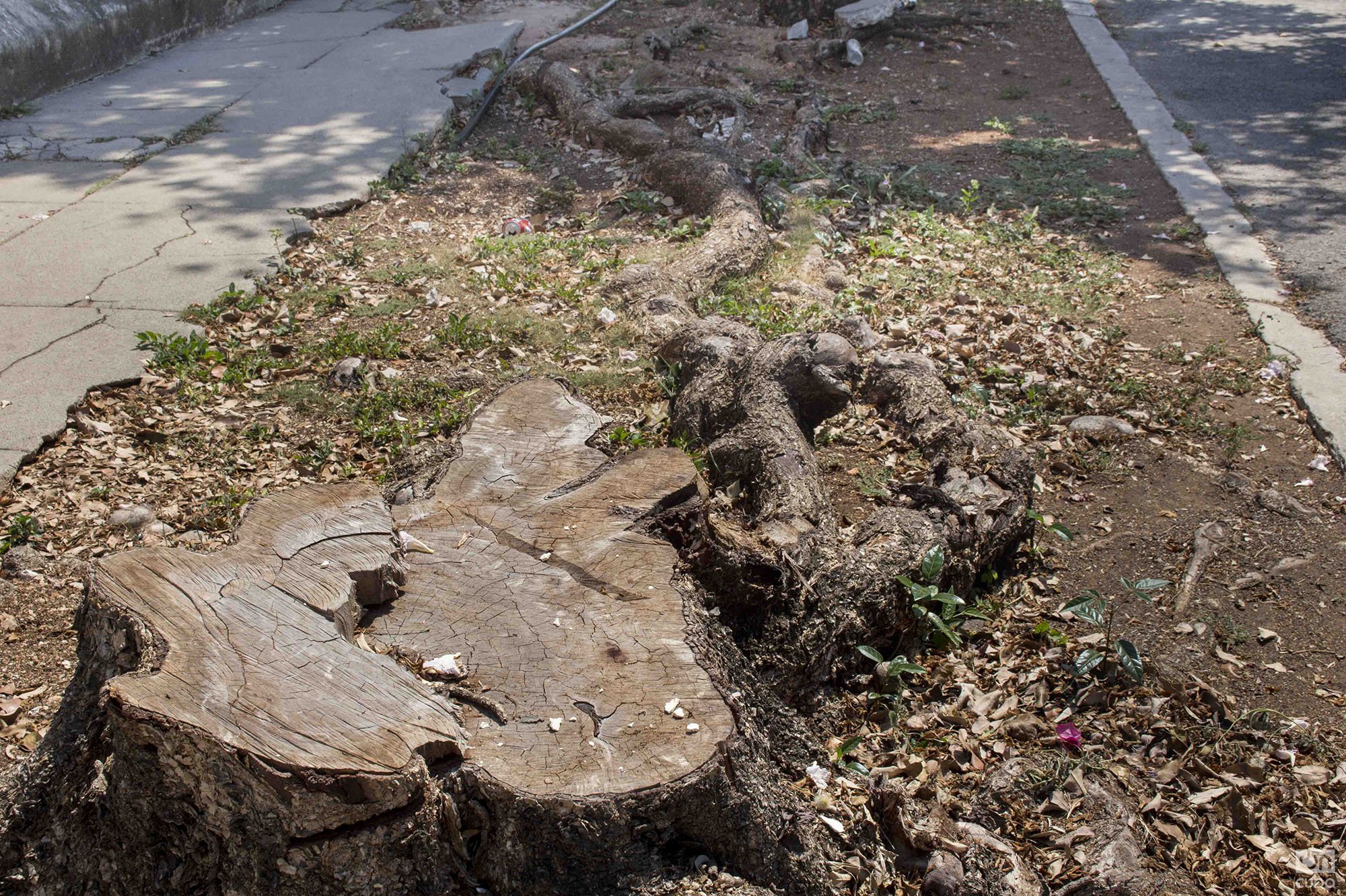 Tree stump located near the corner of 15 and Paseo, reported by the Habana Verde Facebook group. Photo: Yoel Rodríguez