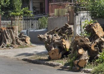 Árbol talado en las inmediaciones de 19 y 8, Vedado, denunciado por el grupo de Facebook Habana Verde. Foto: Yoel Rodríguez