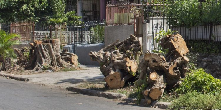 Árbol talado en las inmediaciones de 19 y 8, Vedado, denunciado por el grupo de Facebook Habana Verde. Foto: Yoel Rodríguez